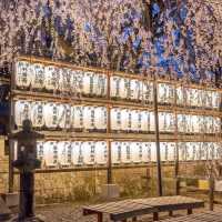 京都🌸3條此生必走的City Walk賞櫻路線