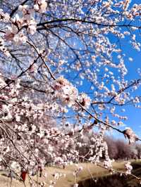 【春日限定】奧森桃花谷 花海美到心醉