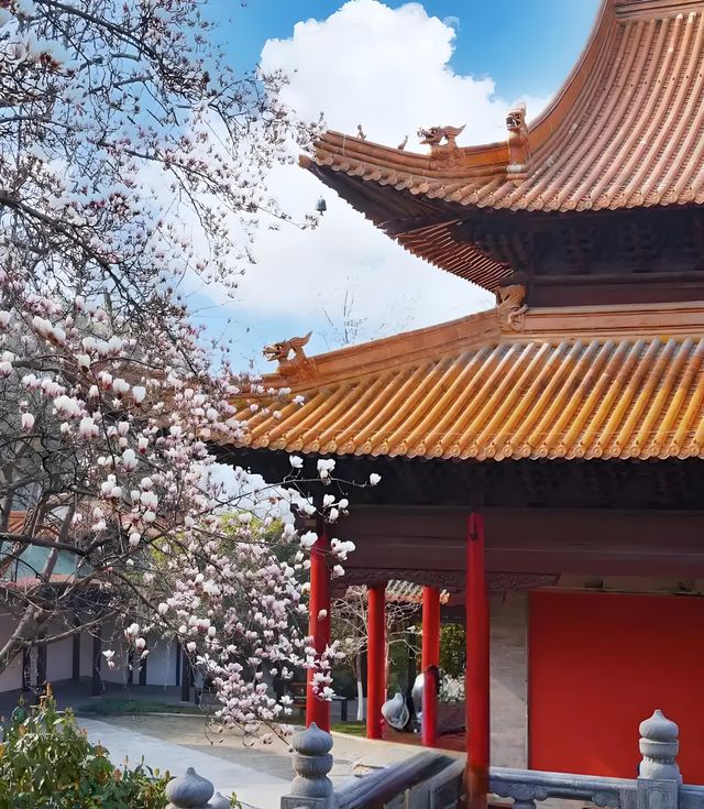 🪷邂逅明孝陵的玉蘭之美！