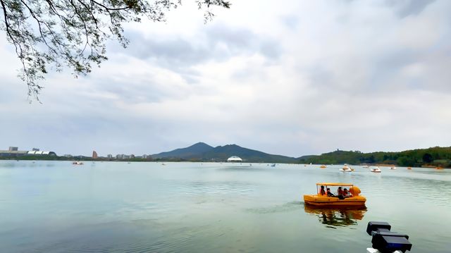 春日的玄武湖，與紫峰共舞