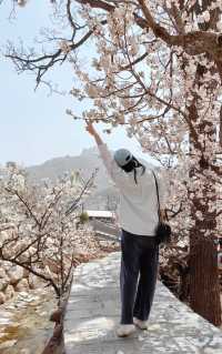 是青島！花開好了！一邊看海一邊賞花