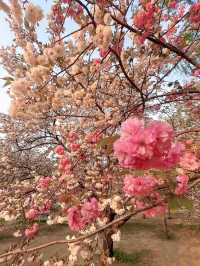 北京賞花了