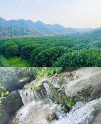 西湖春茶秘境！瞓喺 700 畝茶園度