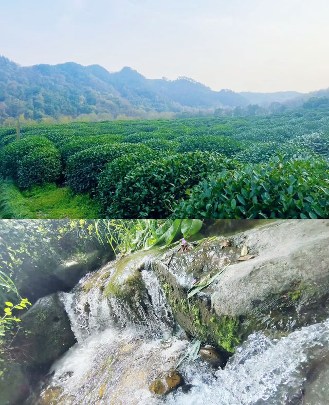 西湖春茶秘境！瞓喺 700 畝茶園度