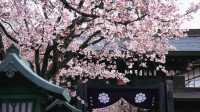 春分の日に花を楽しむ