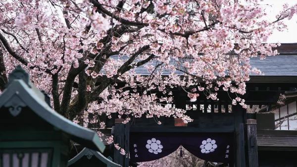 春分の日に花を楽しむ