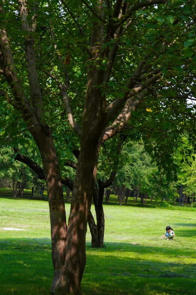 石家莊市區的森林!|藏在二環內的綠野仙蹤! 石家莊市區的森林!|藏在二環內的綠野仙蹤!