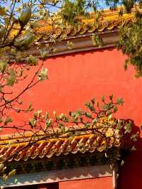 北京玉蘭天花板還是得看太廟
