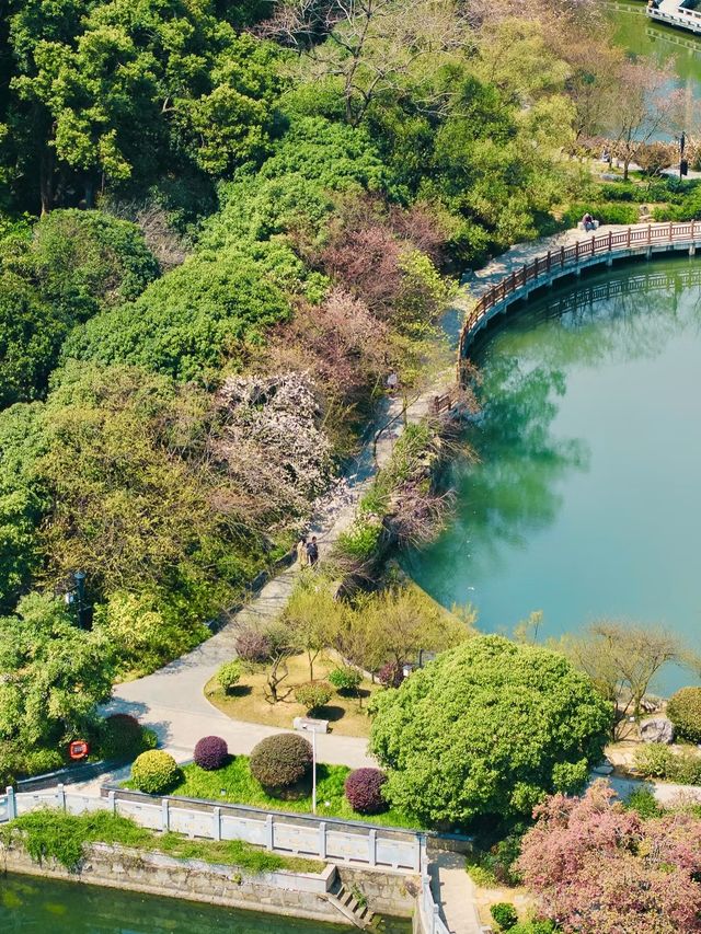 各位，望月公園嘅櫻花唔等人喇！宜家就出發啦！