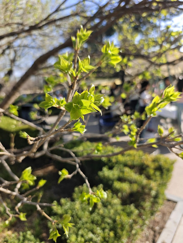 賞花好去處｜國家植物園