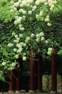 長沙烈士公園春日木繡球花海：古風與自然的詩意碰撞