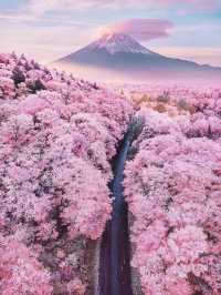 🌸 日本沖繩櫻花季 🌸