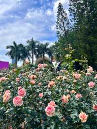 深圳人民公園 | 莫奈秘境花園🫧春日氣氛感  這是深圳市內最早的公園之一，安靜人少，閒暇時來這