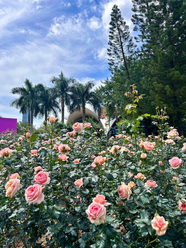 深圳人民公園 | 莫奈秘境花園🫧春日氣氛感  這是深圳市內最早的公園之一，安靜人少，閒暇時來這