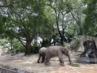 深圳野生動物園玩轉攻略，萌獸奇遇之旅