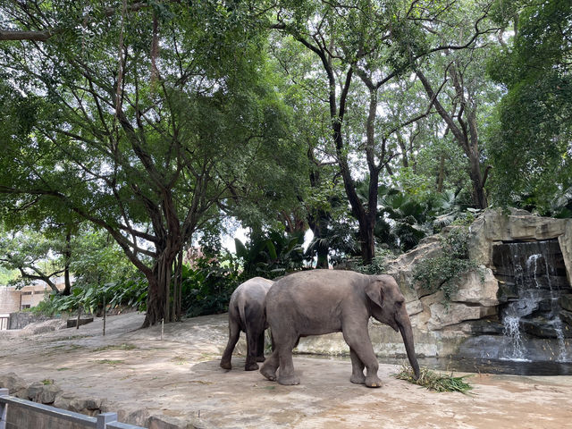 深圳野生動物園玩轉攻略，萌獸奇遇之旅
