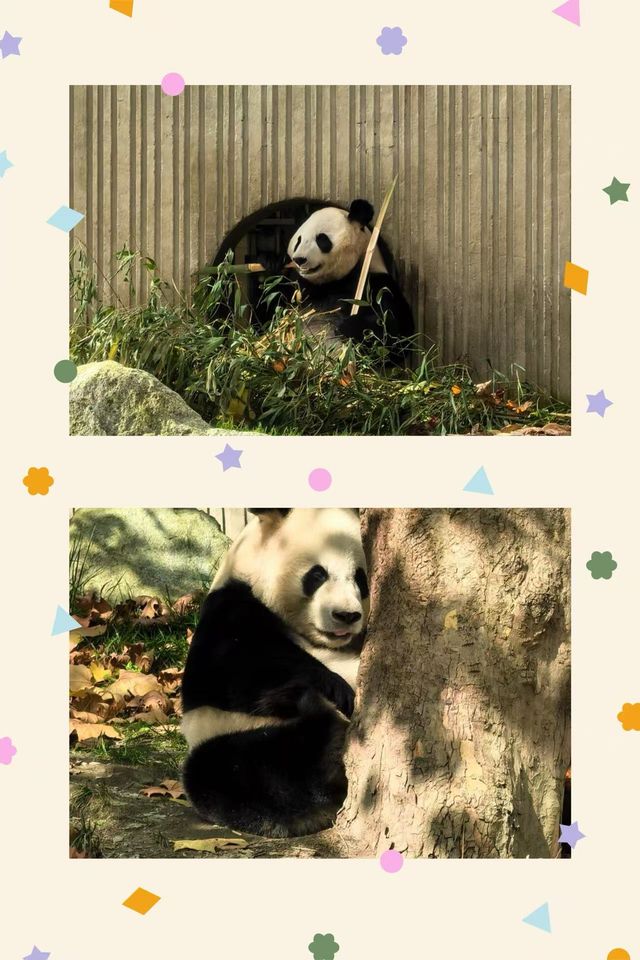 在四川看熊貓去這幾個地方就行了