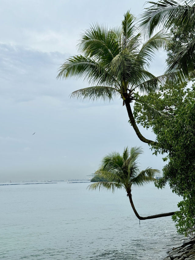 🇸🇬新加坡亞洲大陸最南端 | 直角椰子樹🌴✨