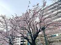 🌸札幌大通公園 | 邂逅絢爛櫻花雨🌸