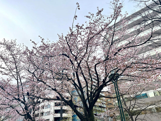 🌸札幌大通公園 | 邂逅絢爛櫻花雨🌸 🌸札幌大通公園 | 邂逅絢爛櫻花雨🌸