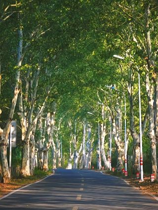 Huainan: Listen to Stories Amidst the Scenery and Cuisine of Chu and Han Culture