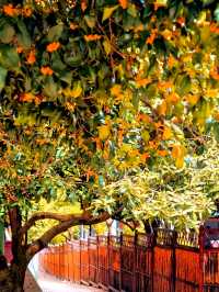 杭州賞桂花的經典路線從石屋洞開始