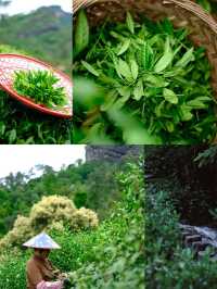武夷山融景墅酒店：與果香撞個滿懷的初夏秘境