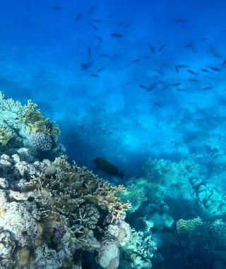 Step into One Thousand and One Nights—Your Ultimate Guide to Sharm El Sheikh