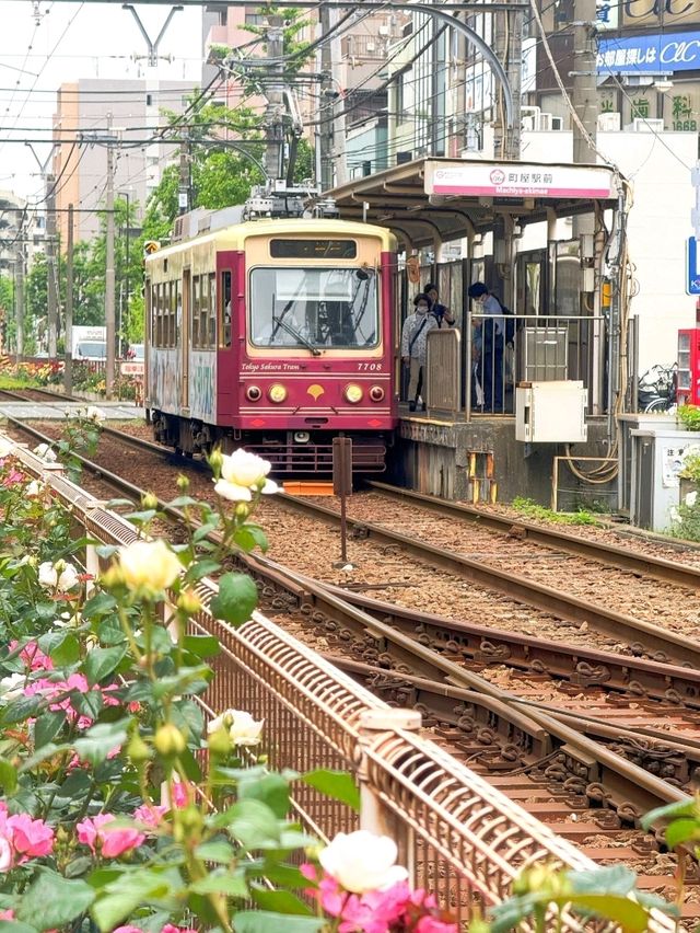 東京都電荒川線交通攻略｜搭復古電車漫遊懷舊東京