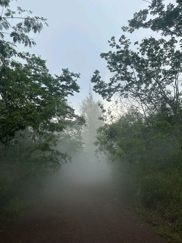 泰國Khao Yai Art Forest交通攻略｜探秘森林藝術秘境