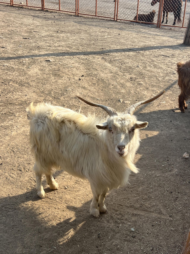 洛陽·宜陽｜竟然藏咗一個咁好玩嘅動物園！