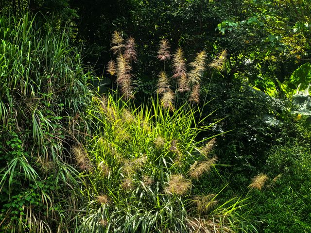 深圳行山秘境，隱世小眾打卡點