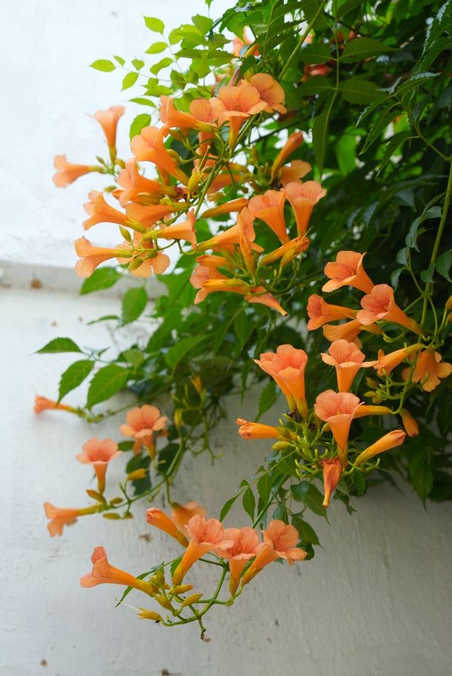蘇州皇廢基凌霄花盛放