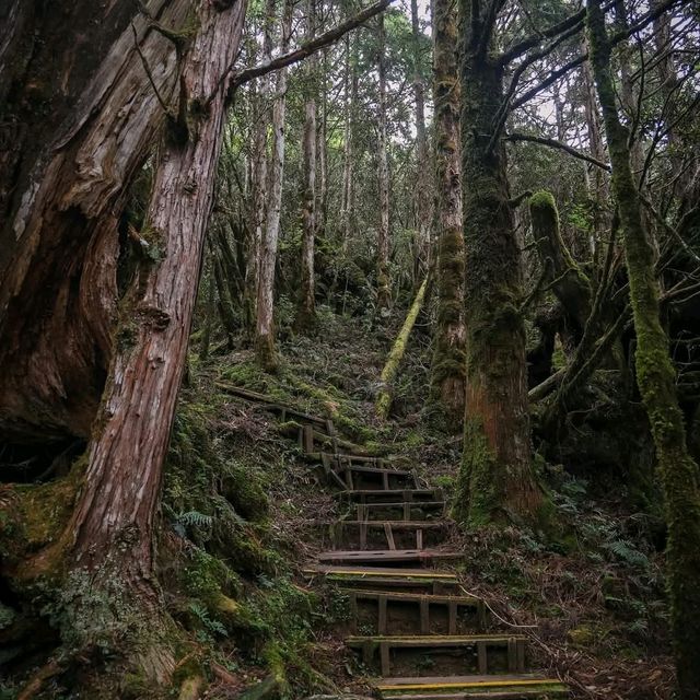 เดินเล่นป่าโบราณไต้หวัน Taipingshan