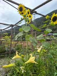 福州百合花田百花盛放中