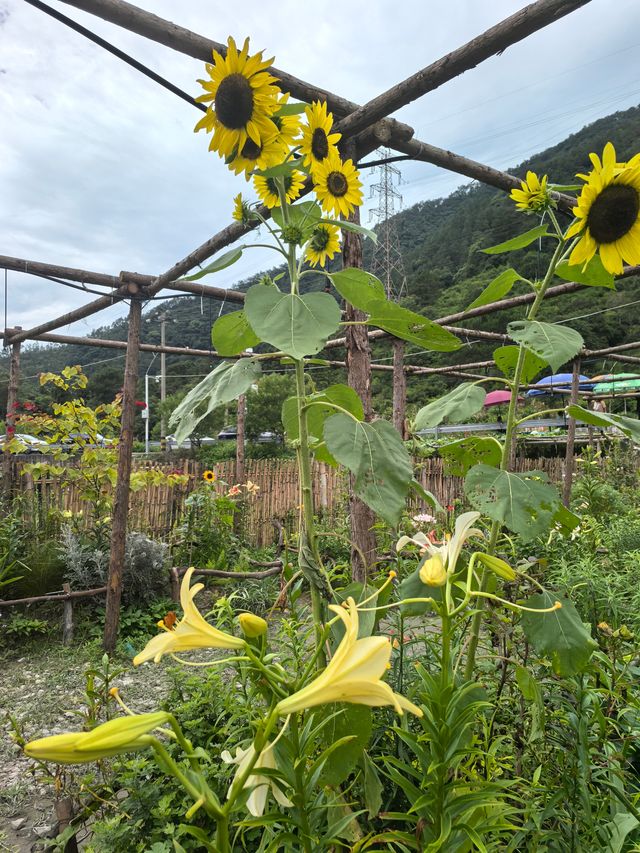 福州百合花田百花盛放中