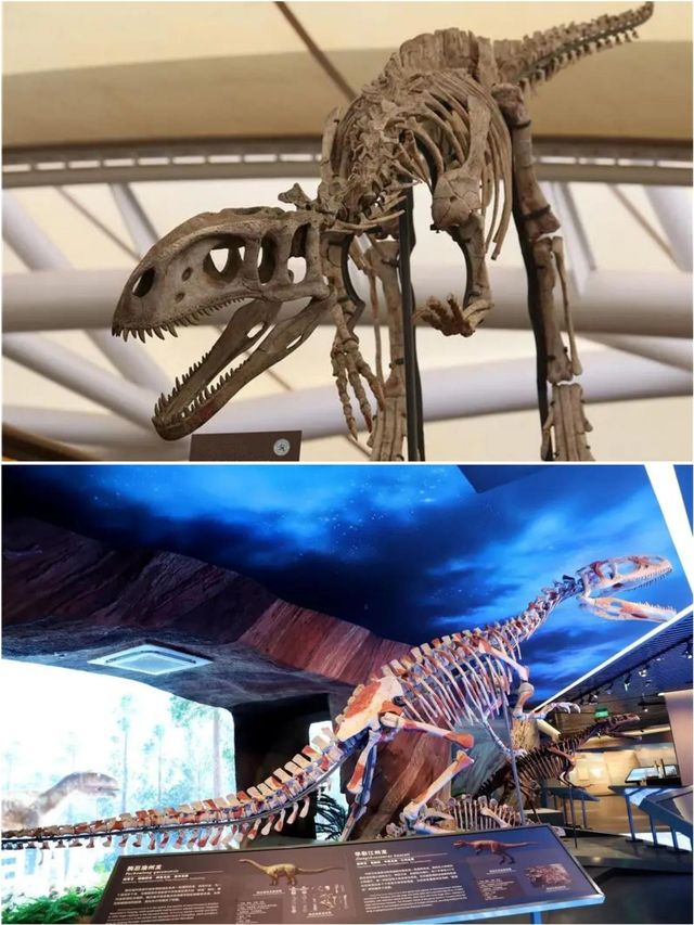 穿越1.8億年的奇幻之旅！雲陽恐龍化石地質公園攻略