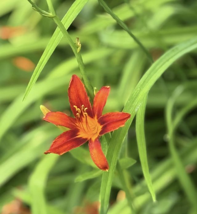 母親萱草花｜ 為愛而開，為憂而忘