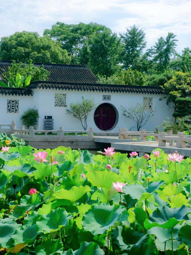 蘇州賞荷攻略｜10大賞荷地，你去過邊幾個|||蘇州夏日賞荷花🪷保姆級攻略嚟啦 夏天係荷花盛開嘅