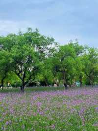 浪漫爆燈！蘭州劉家峽鬱金香公園嘅薰衣草花海