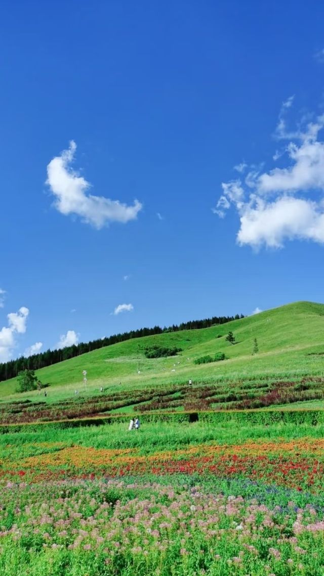畢業衝！22℃阿爾山，4日躺贏童話森林！