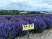 未到盛開時的四季彩の丘
