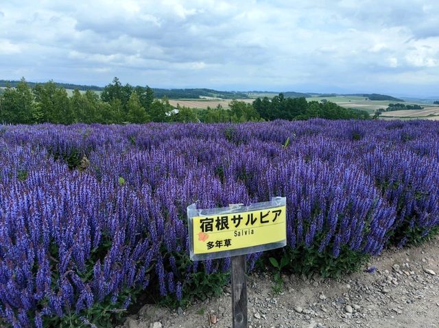 未到盛開時的四季彩の丘