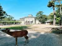 大阪奈良公園：與悠然鹿群共遊的千年古都秘境】**  