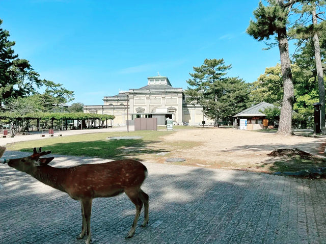大阪奈良公園：與悠然鹿群共遊的千年古都秘境】**  