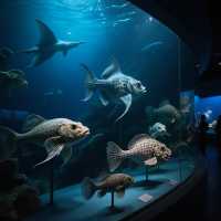 上海海洋水族館7天深度遊玩攻略（暑假版）
上海海洋水族館位於浦東新區陸家嘴，緊鄰東方明珠，是世界上最大的
