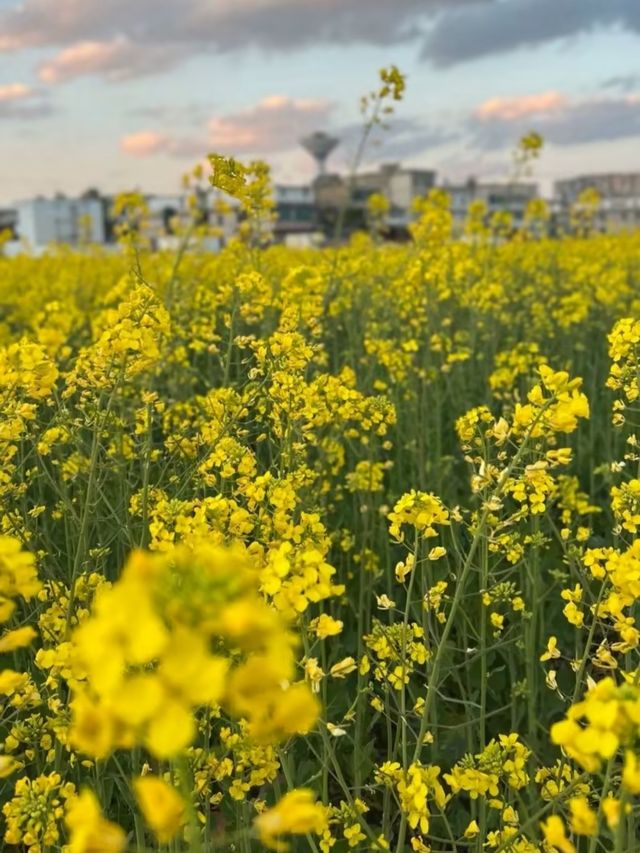 七彩花海在雲端！昆明福保村假裝在新西蘭