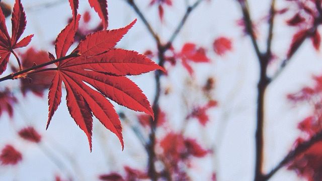 湖南長沙人私藏的秋日秘境岳麓山賞楓全攻略