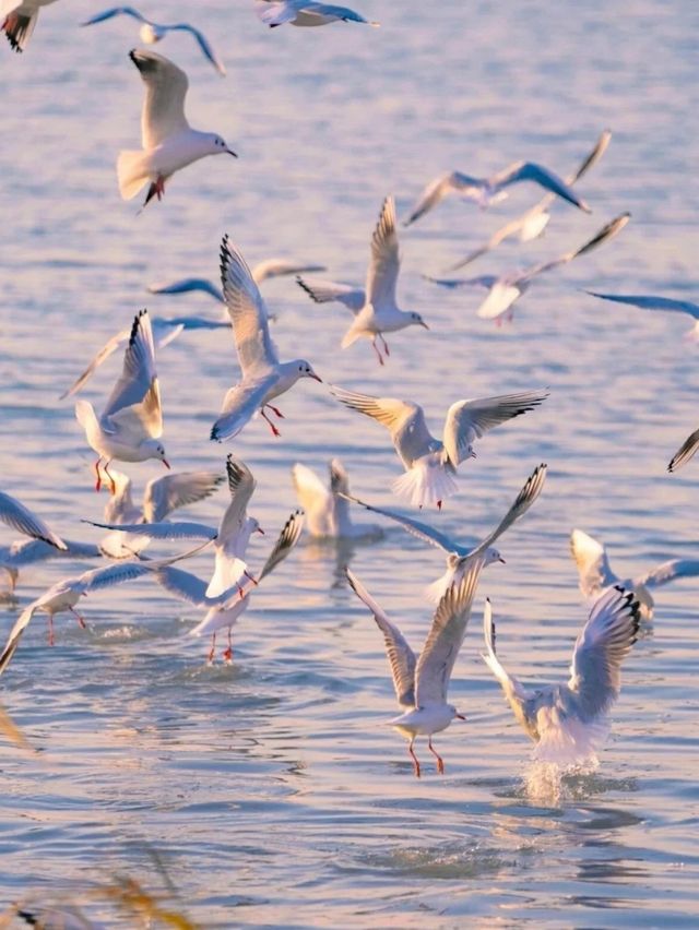 2025太湖觀鳥指南新鮮出爐！最佳點位搶先收藏