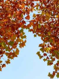 鄭州北龍湖紅杉樹美哭了|又是一年橙黃橘綠時